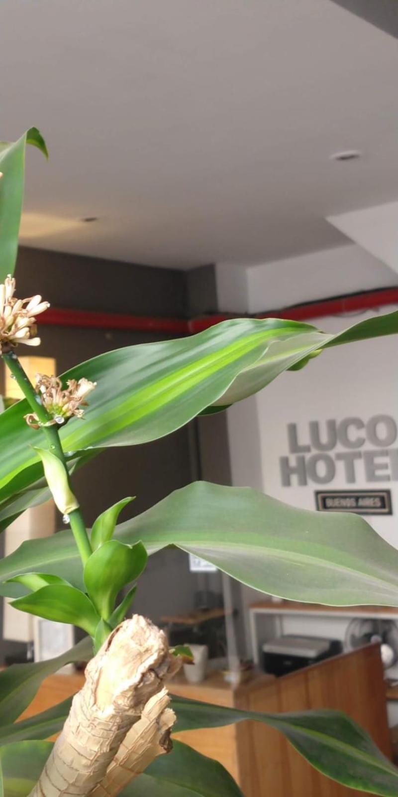 Luco Hotel Buenos Aires Exteriör bild